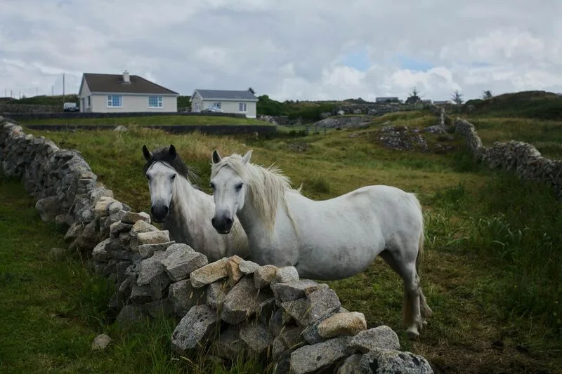 Chevaux irlandais près de cottages traditionnels, immersion linguistique et culture authentique