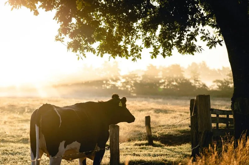Sunlit Irish farm scene enhances English language immersion with cultural richness