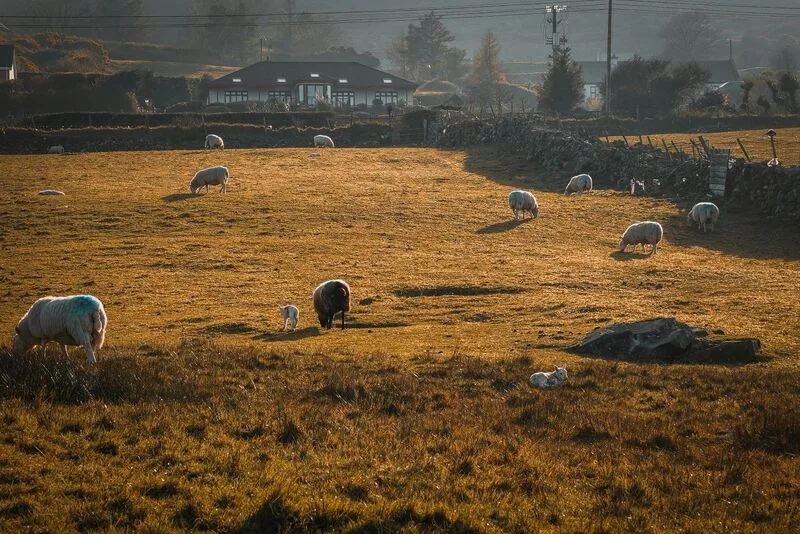 Sheep graze peacefully, offering a serene backdrop for English language immersion on an Irish farm